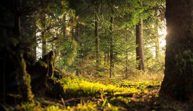 Promenons-nous dans les bois …